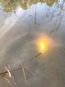 A close-up of still water reflecting trees and the sky with some dry reeds in the foreground. A rectangular yellow light is visible in the water, likely a reflection.