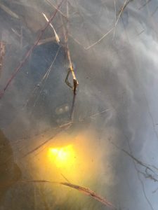 Submerged plant stems and some cloudy yellow shapes are visible underwater, with reflections and murky water partially obscuring the view.